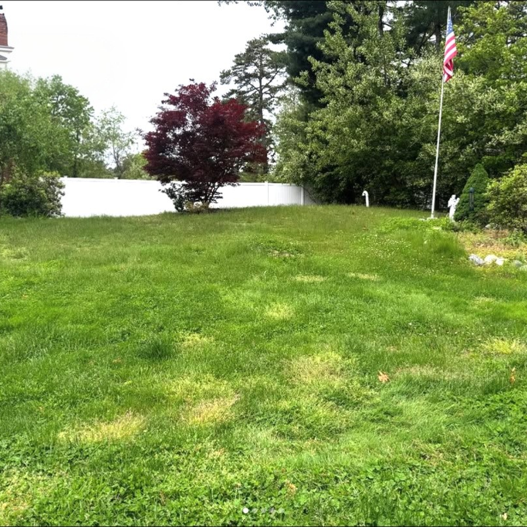 Overgrown lawn before mowing